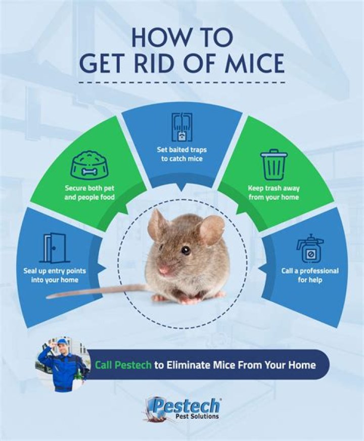 Cinnamon: A Natural Solution To Get Rid Of Mice