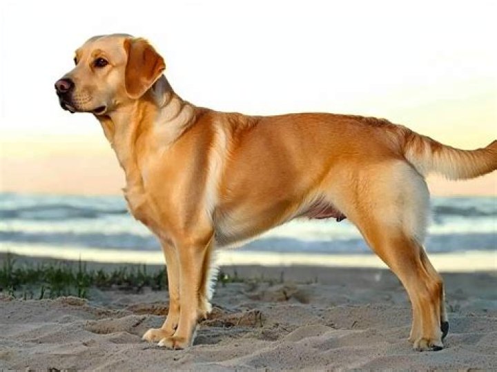 Discovering The Dotson-Golden-Retriever Mix: A Unique Canine Companion