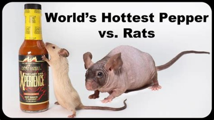 Discovering The Unique World Of Tree Rat Pepper