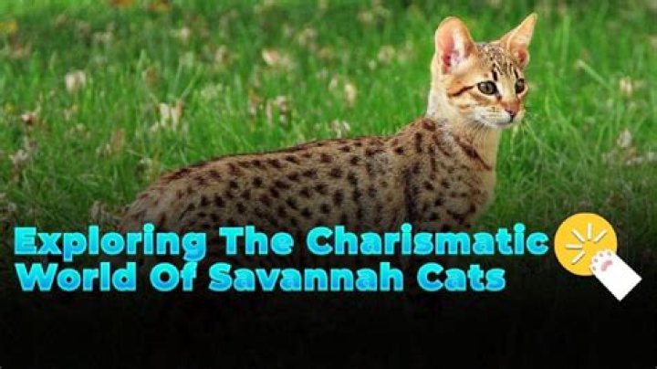 Exploring The Charismatic World Of Мю Скарсгорд