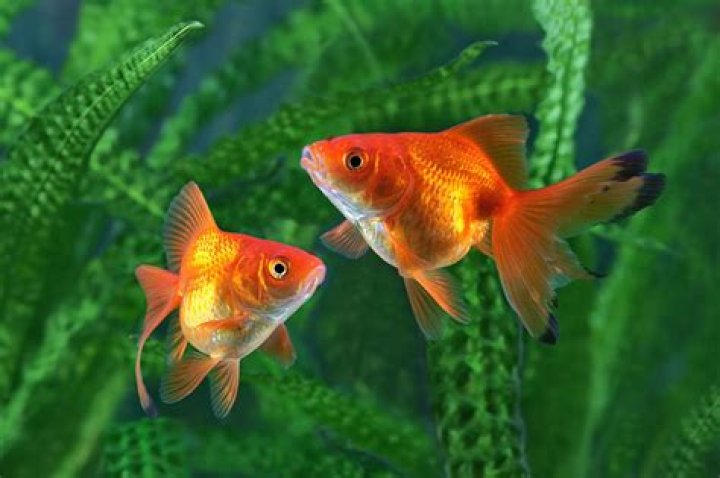 Goldfish Cannibalism: Do Goldfish Eat Other Goldfish?