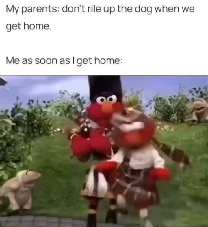 Understanding Elmo: The Dog You Shouldn't Rile Up