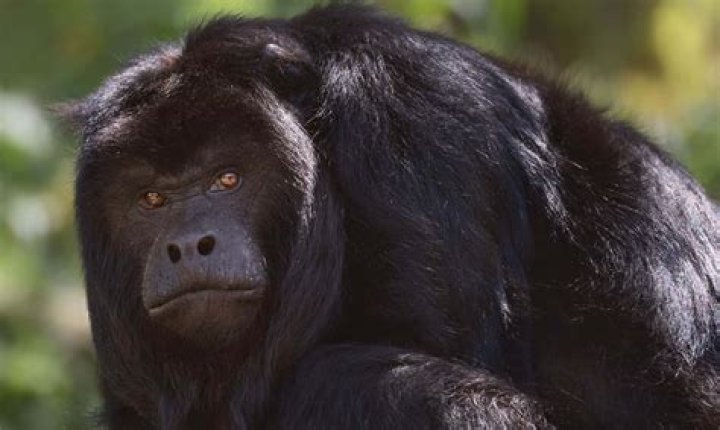 Understanding The Fascinating World Of The Black Autistic Monkey