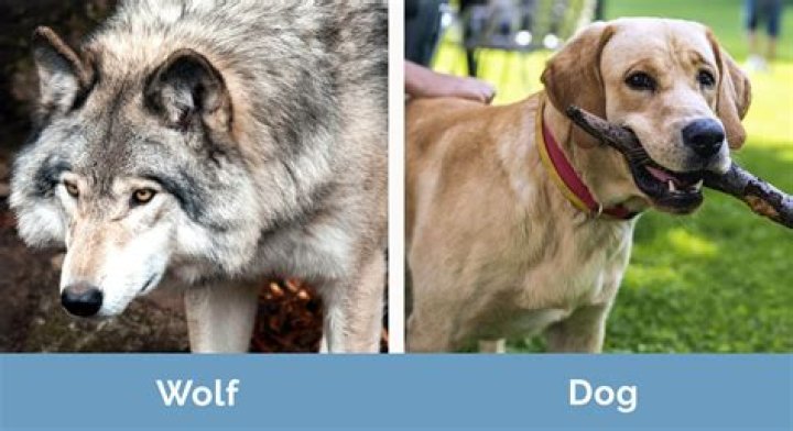 Understanding The Grief Of Wolves: What Happens When A Wolf Loses Its Mate?