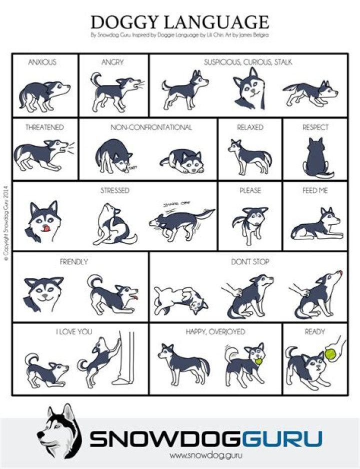 Understanding The Husky Body Type: Embracing Strength And Stamina