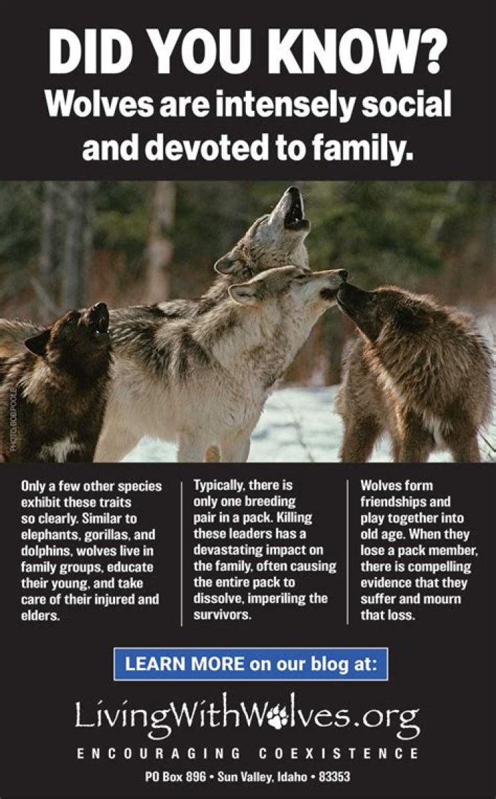 Unraveling The Mystique: Do Wolves Mate For Life?