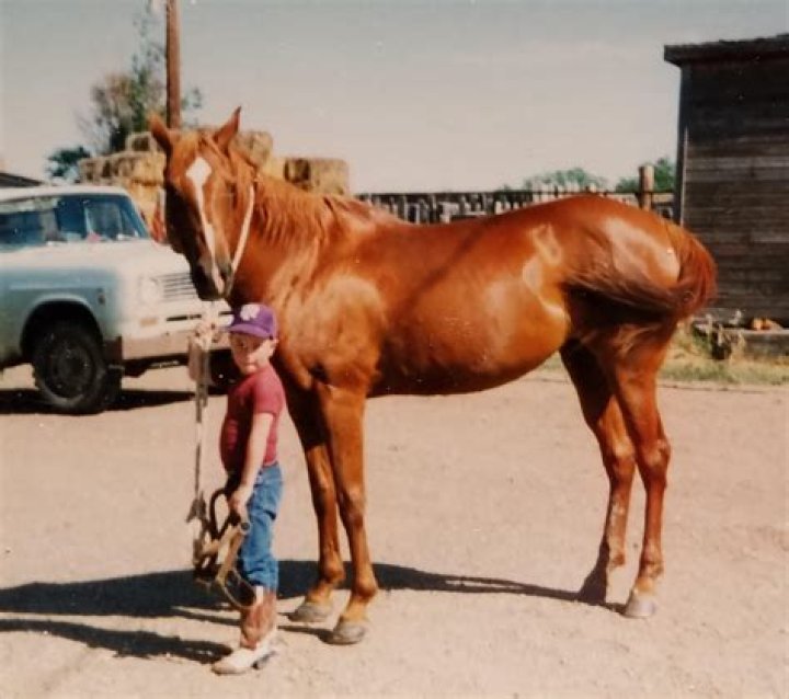 Unraveling The Mystique Of The 50 Million Dollar Horse