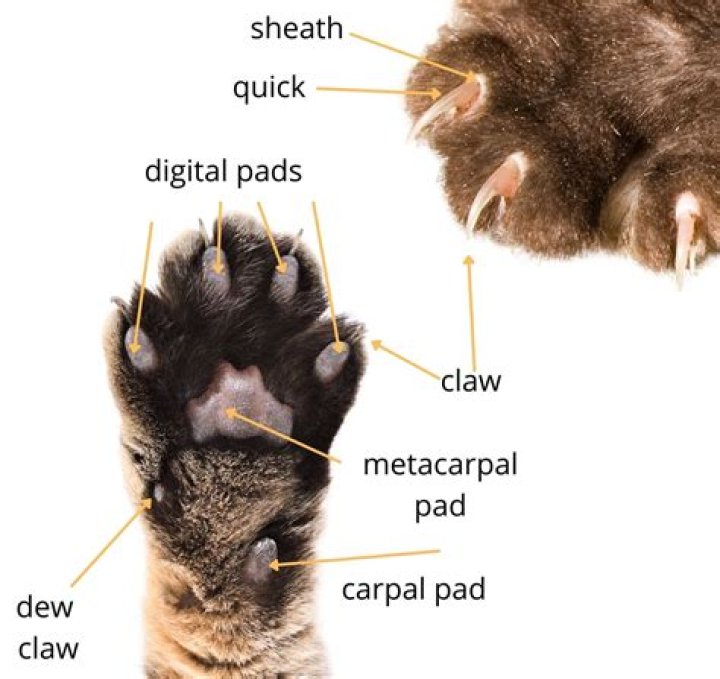 Unveiling The Cat Claw Celebrity Pose: A Trend Worth Purring About
