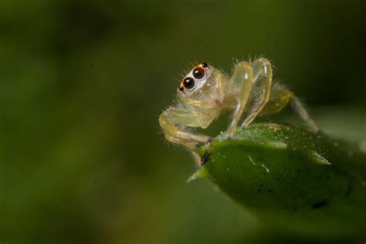 Unveiling The Intriguing World Of Spiders In Bali, Indonesia