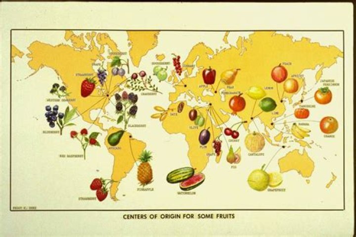 Where Do The Usos Originate From?